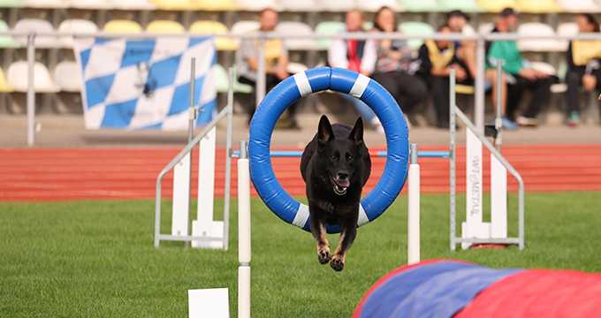 Qualifikationsturnier WUSV/ Mannschaft