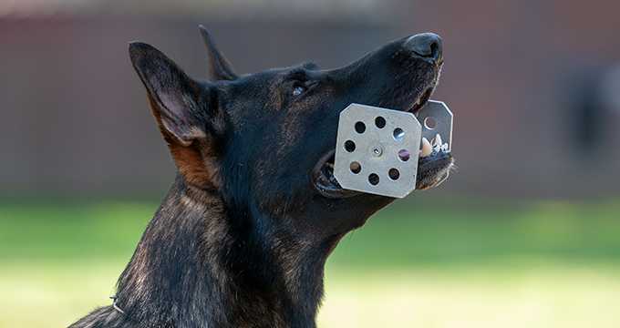 SV-Bundessiegerprüfung und SV-Meisterschaft Obedience