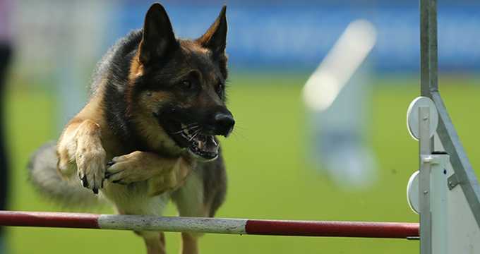 SV-Meisterschaft Agility und Bundesliga-Finale