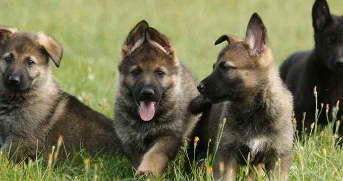 Breeding and upbringing