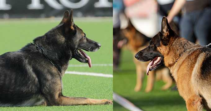 SV-Qualifikationsprüfung WUSV-Weltmeisterschaft Universal