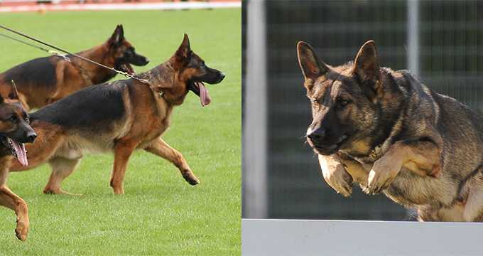 WUSV-Weltmeisterschaft UNIVERSAL / WUSV-Weltmeister Agility