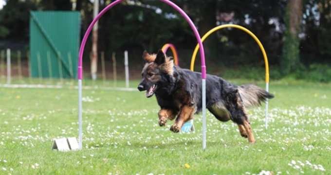 SV-Bundessiegerprüfung und Meisterschaft Hoopers
